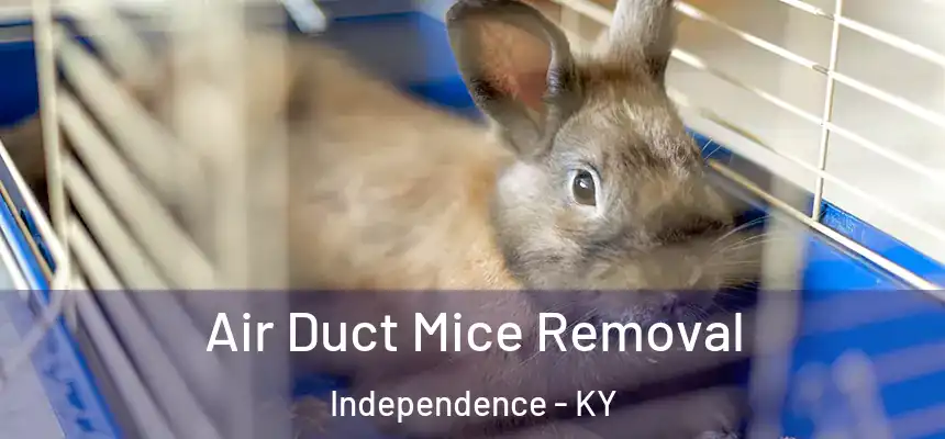  Air Duct Mice Removal Independence - KY