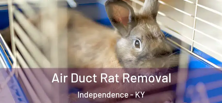  Air Duct Rat Removal Independence - KY