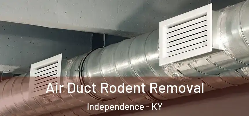  Air Duct Rodent Removal Independence - KY