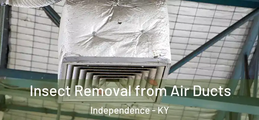 Insect Removal from Air Ducts Independence - KY